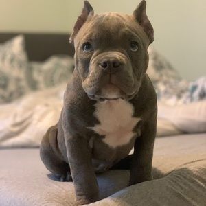 Meet your Posher, Kirollos